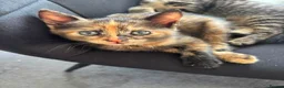 Mixed Breed cats for sale: 3 beautiful kittens ready to go  - Advert 7