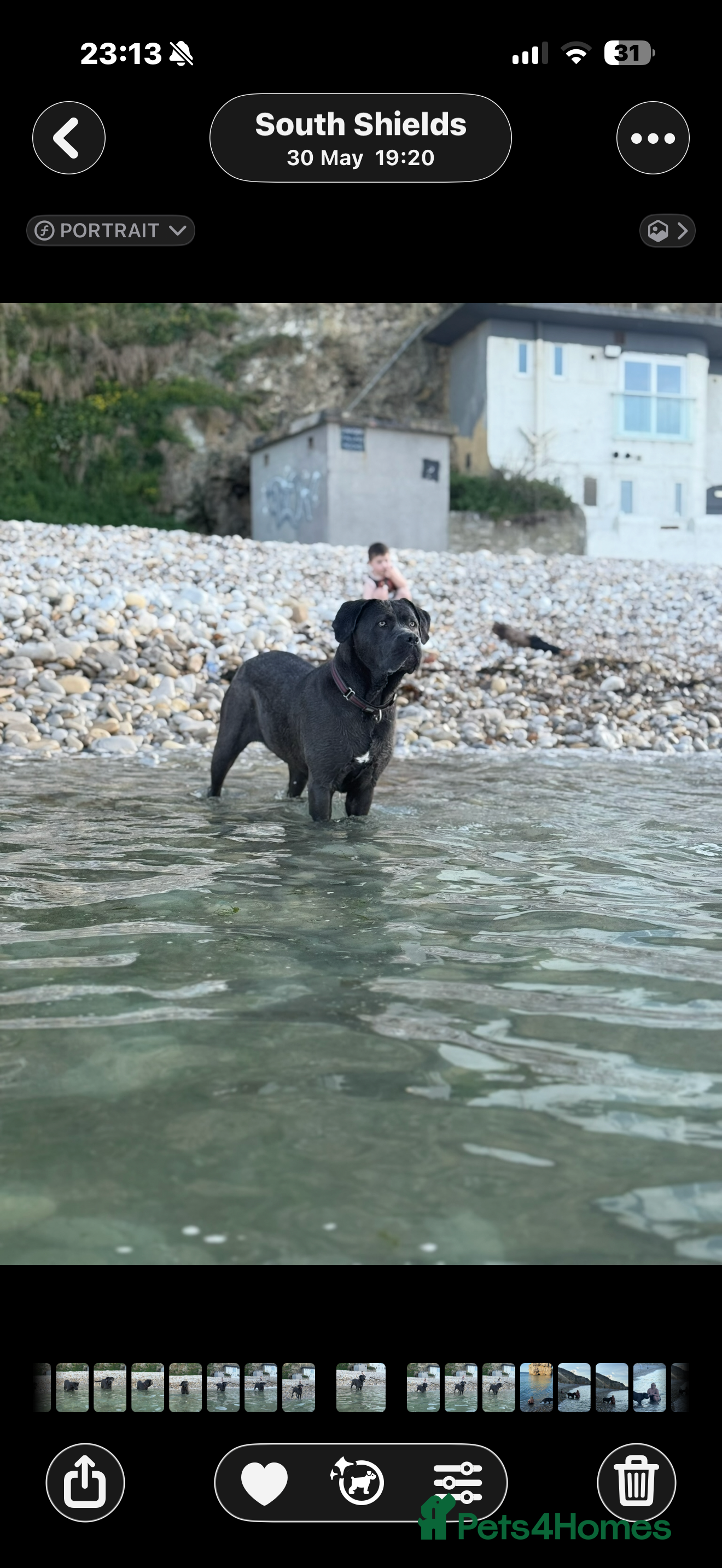 Cane Corso dogs Beautiful blue cane corsos - Advert 2