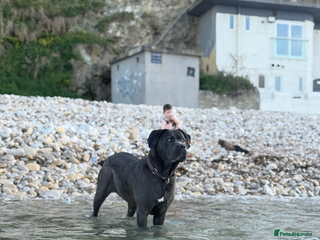Cane Corso dogs Beautiful blue cane corsos - Advert 3