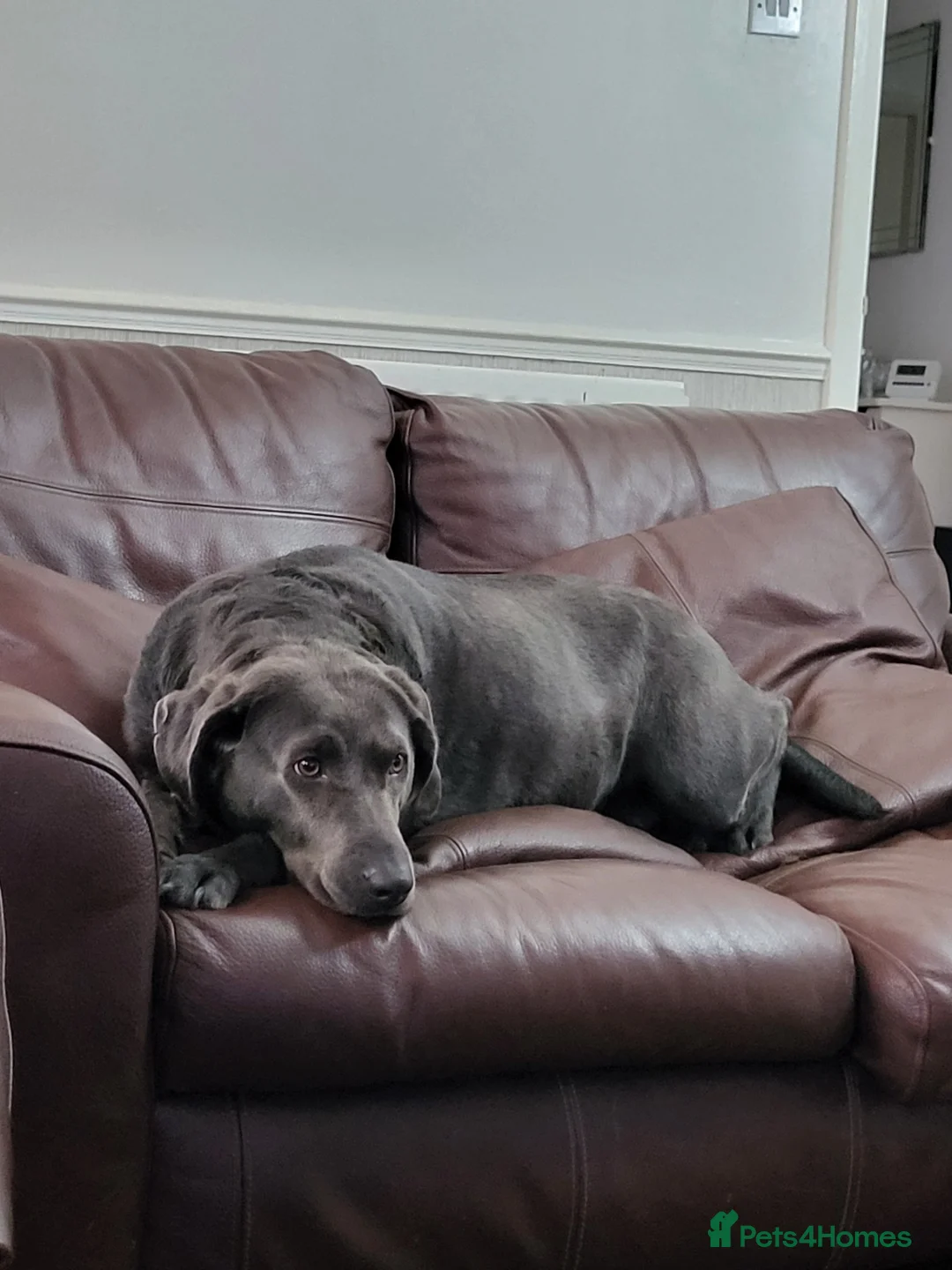 Labrador Retriever dogs for sale: Charcoal labrador retriever bitch  - Advert 1