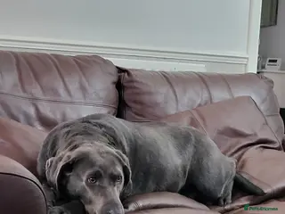 Labrador Retriever dogs Charcoal labrador retriever bitch - Advert 6