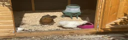 Chickens poultry for sale: White silkies - Advert 5