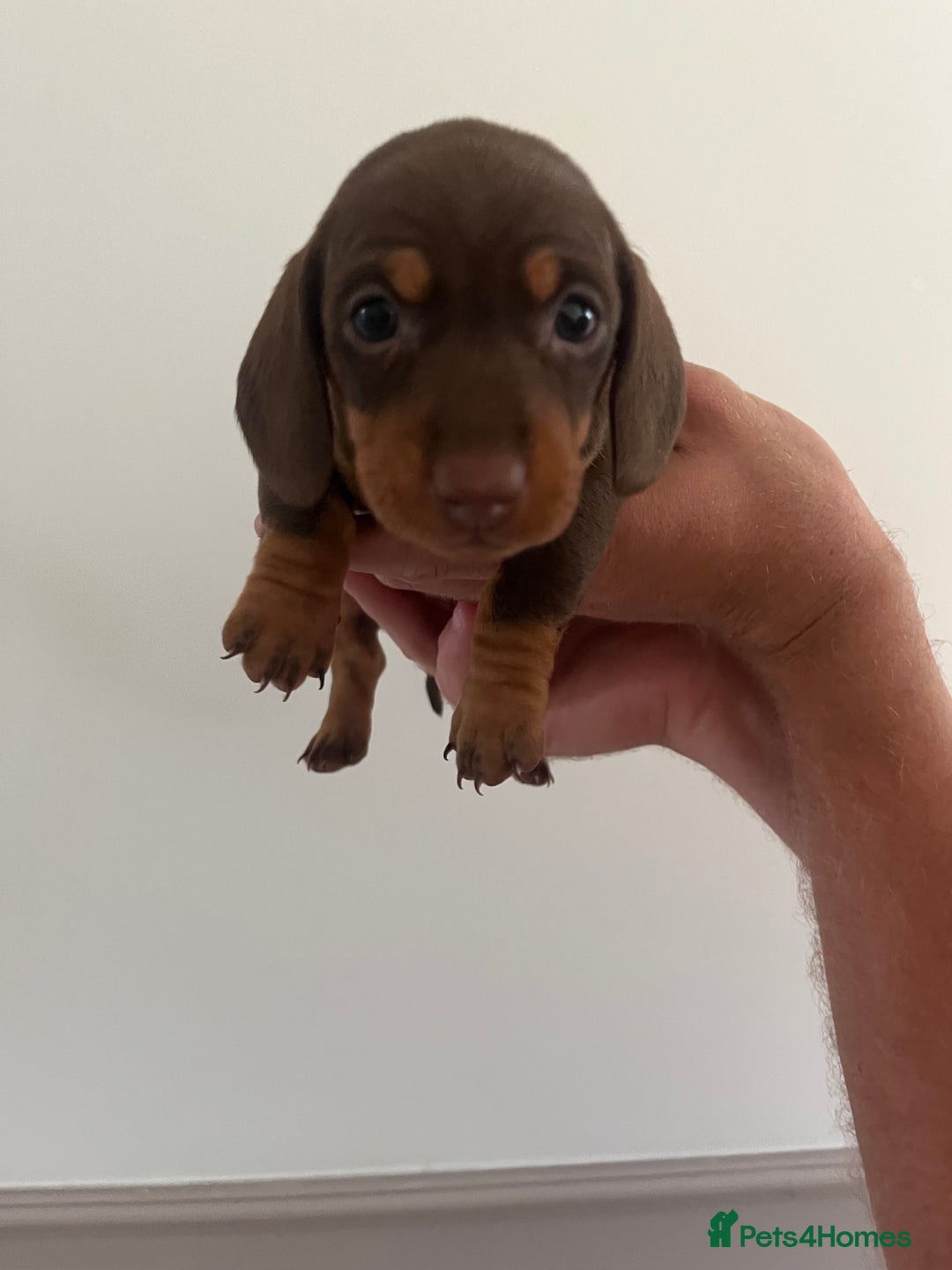 Miniature Dachshund dogs for sale: 2 beautiful miniature dachshunds  - Image 6