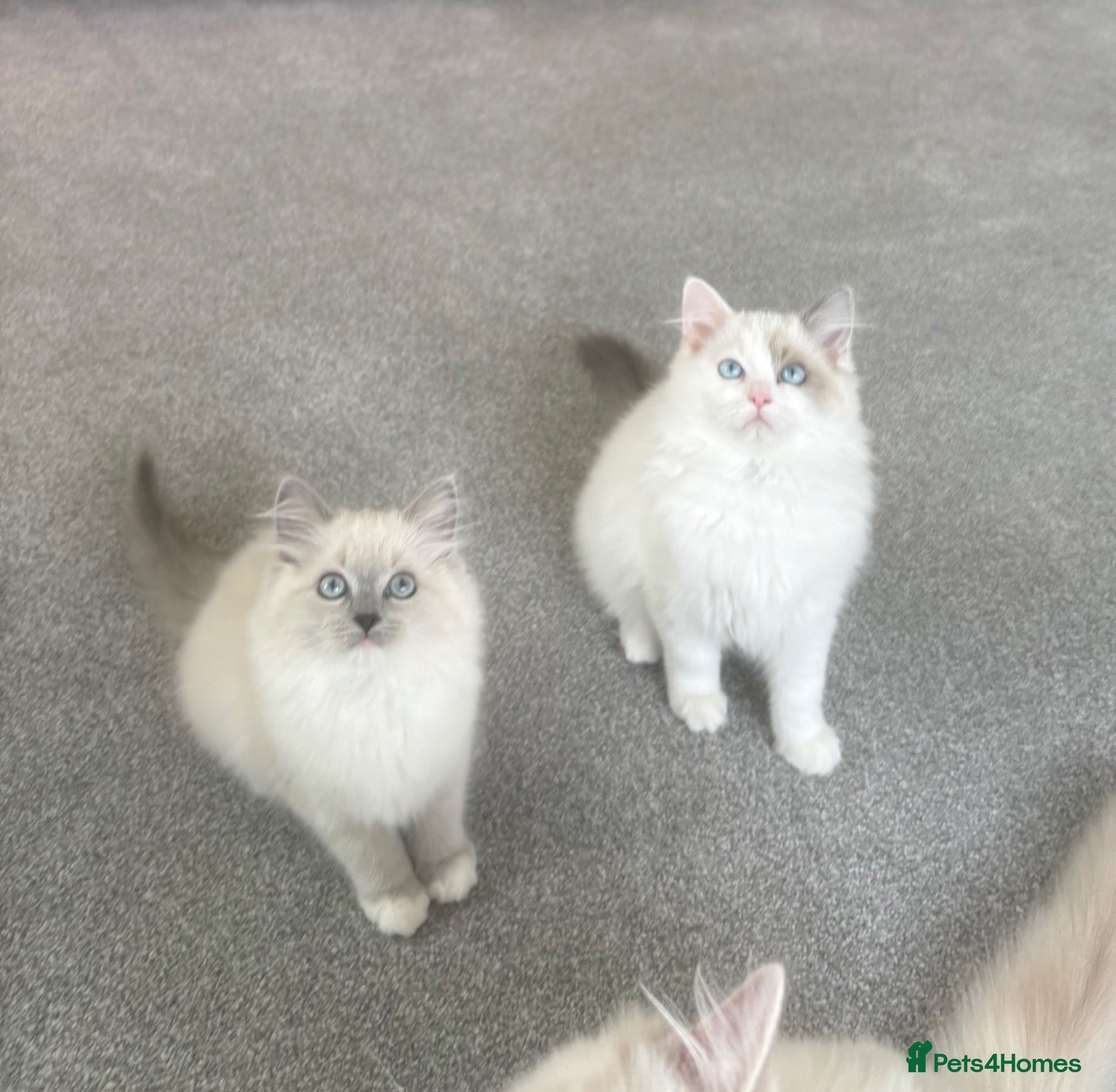 Ragdoll cats Chunky TICA/GCCF registered kittens - Advert 1