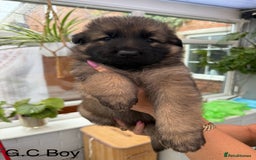 German Shepherd dogs for sale: Long haired German Shepherd puppies - Image 1