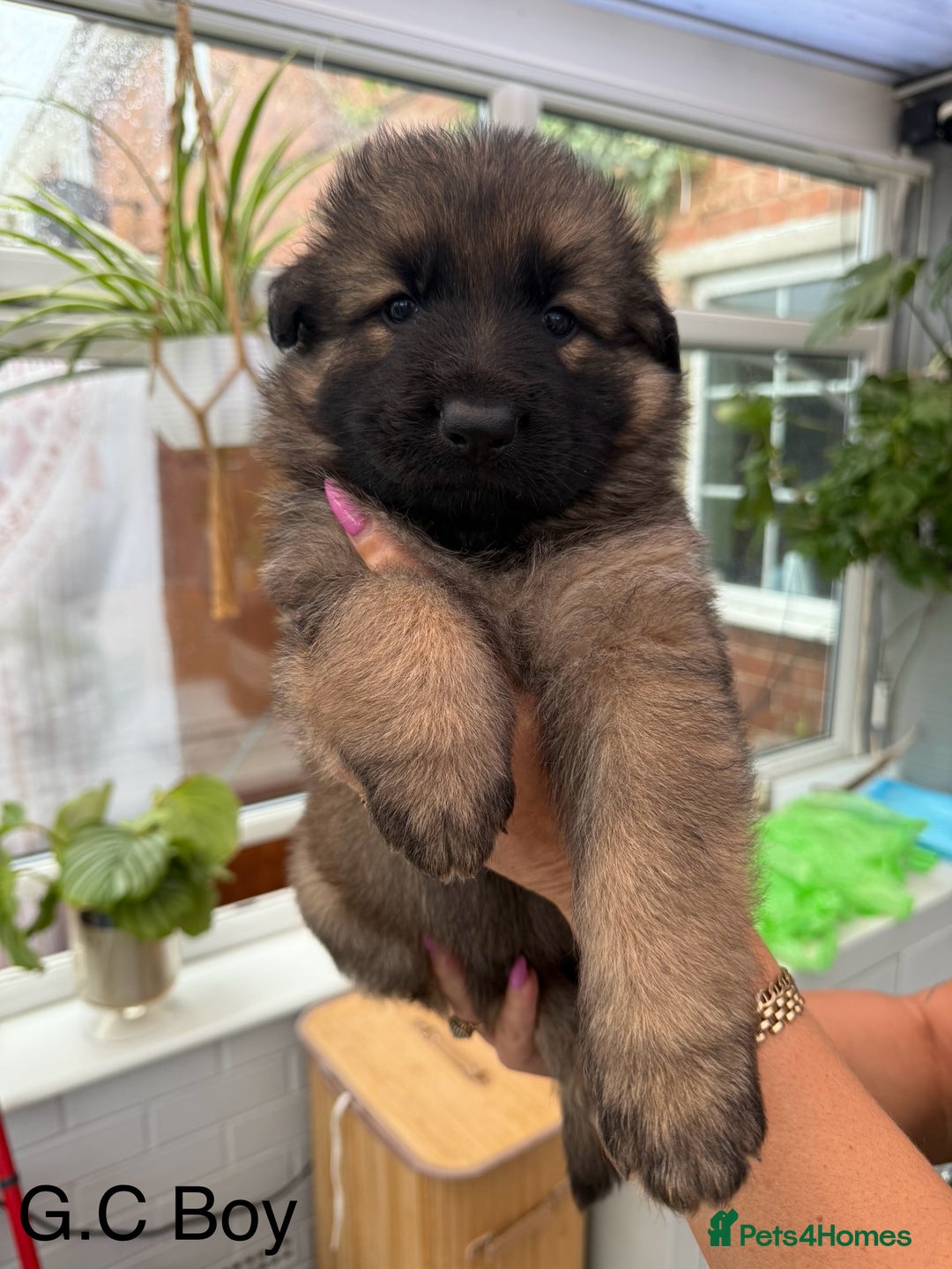 German Shepherd dogs for sale: Long haired German Shepherd puppies - Image 1