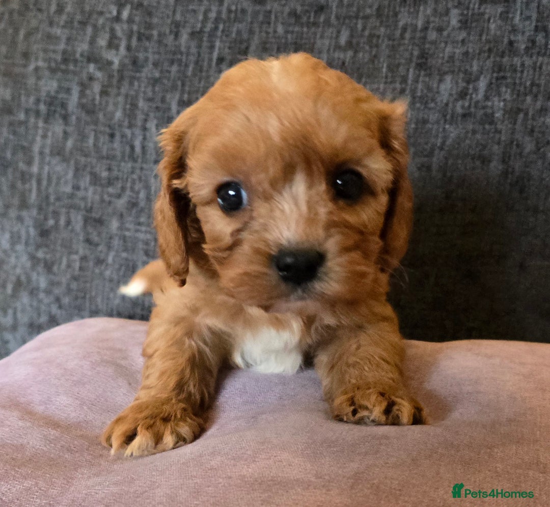 Cavapoo dogs for sale: Beautiful litter of f1 cavapoo puppies  - Advert 8