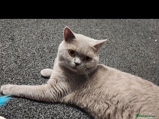 British Shorthair cats - Advert 4