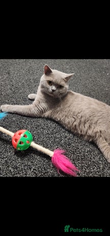 British Shorthair cats - Advert 4