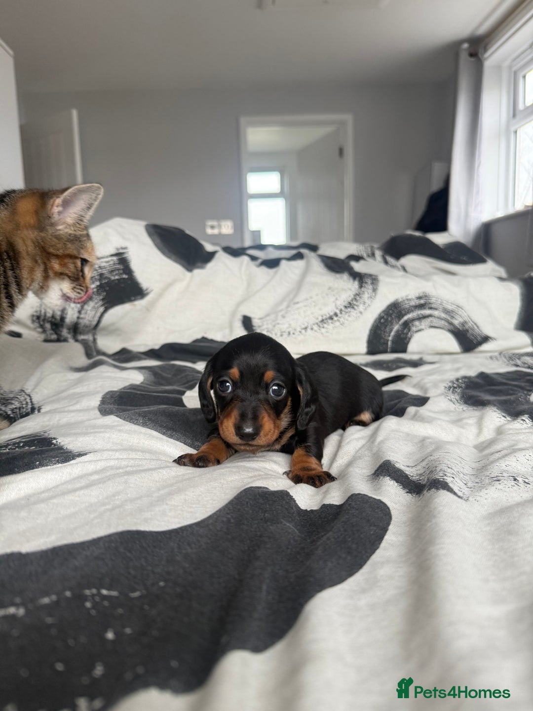 Miniature Dachshund dogs for sale: 4 x gorgeous miniature dachshund puppies  - Image 13