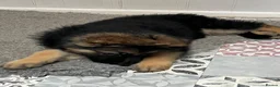 German Shepherd dogs for sale: Pure German Shepherd puppies  - Advert 3