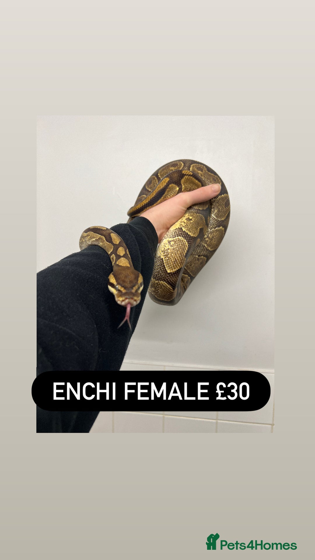 Python Snake reptiles for sale: Ball pythons for sale - Advert 12