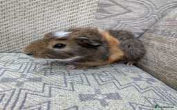 Guinea Pig rodents for sale: Guinea pig babies for sale  - Image 4