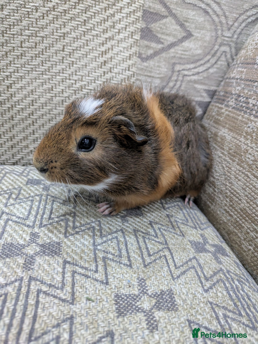 Guinea Pig rodents for sale: Guinea pig babies for sale  - Image 4