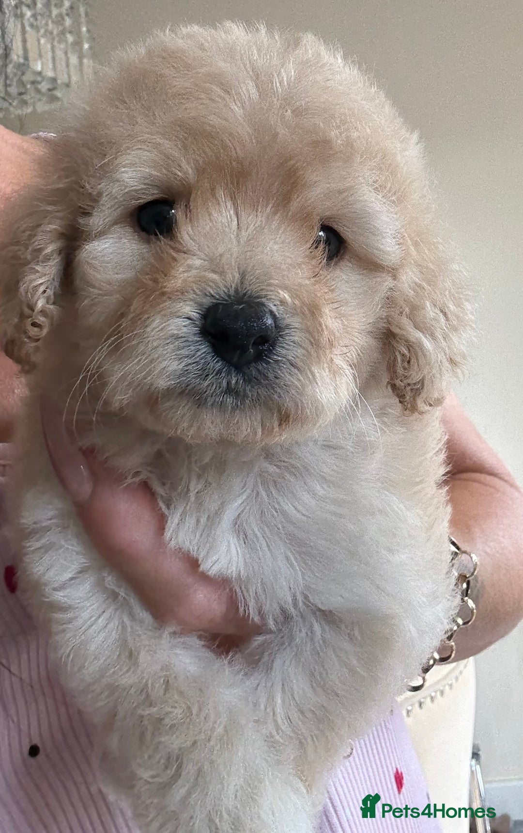 Cockapoo dogs for sale: Toy cockapoo  - Image 4