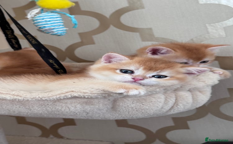 British Shorthair cats - Advert 10