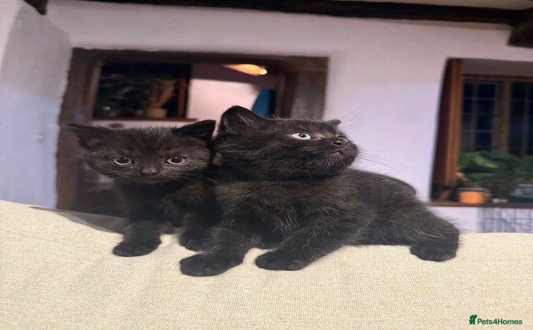 British Shorthair cats - Advert 8