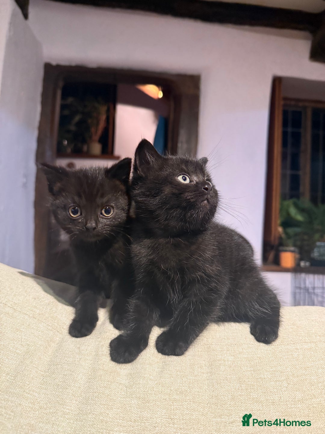 British Shorthair cats for sale: Black British Shorthair Kittens - Image 1