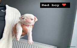 Pug dogs for sale: 7 boys ready to go next week!!!🩵 - Image 8