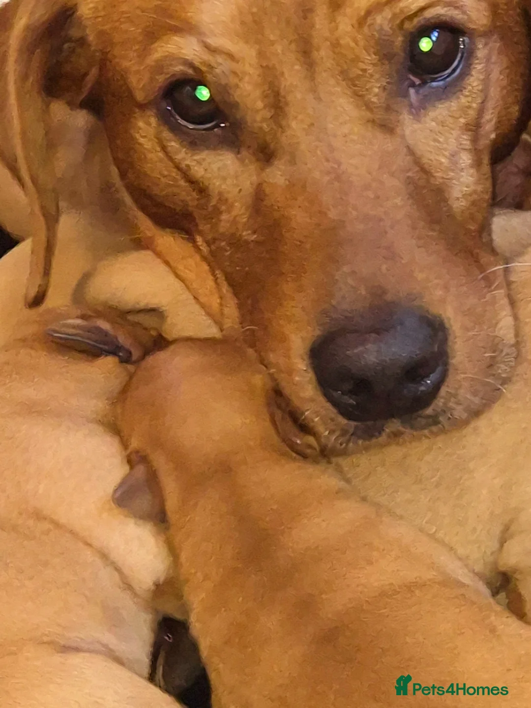 Labrador Retriever dogs for sale: Dark Red Lab Pups 5⭐ Licensed Breeder KC Reg - Advert 1