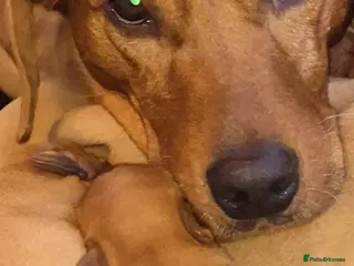 Labrador Retriever dogs Dark Red Lab Pups 5⭐ Licensed Breeder KC Reg - Advert 1