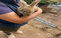 Continental Giant rabbits for sale: Continental giant - Image 2