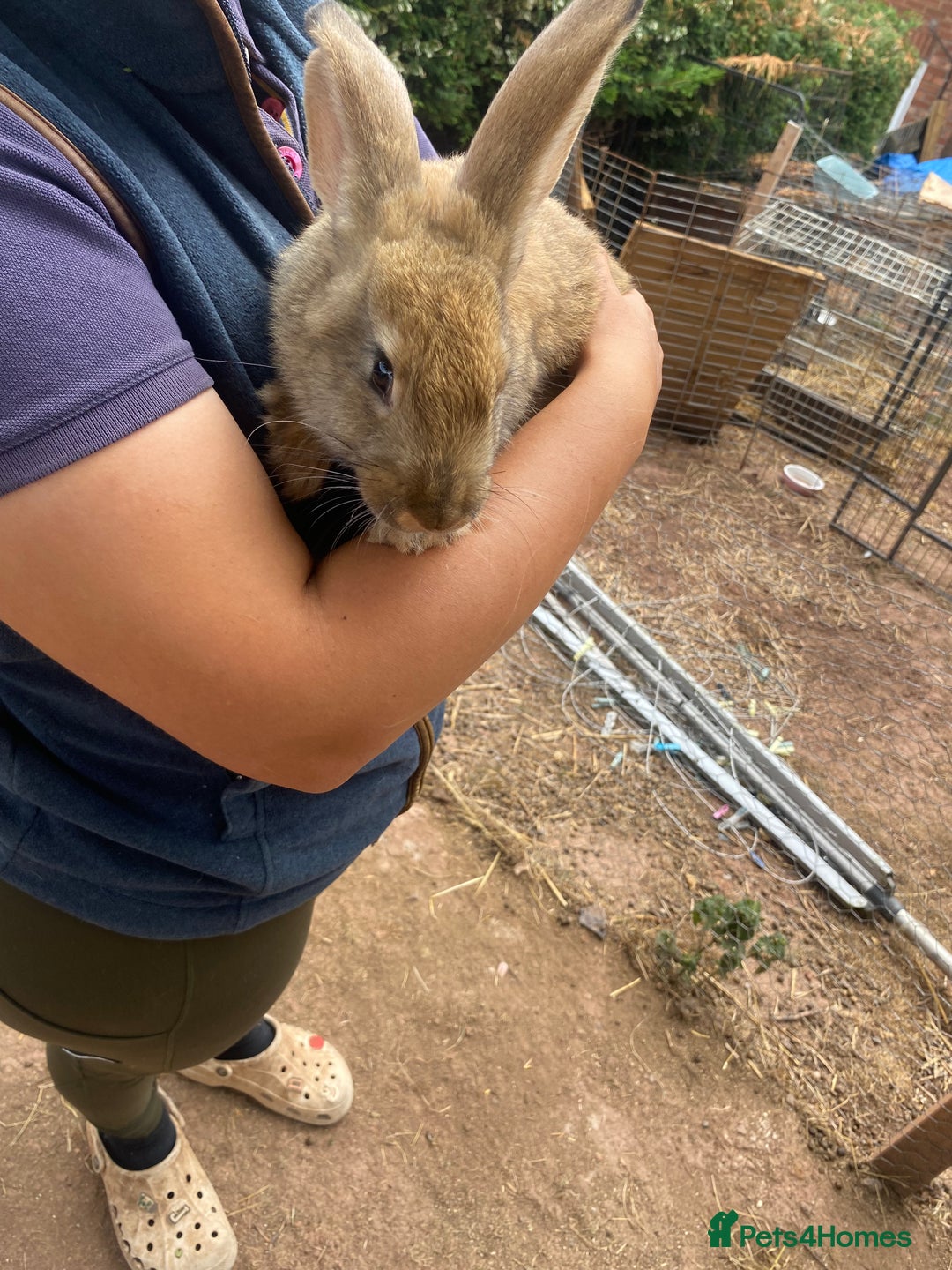 Continental Giant rabbits for sale: Continental giant - Image 2