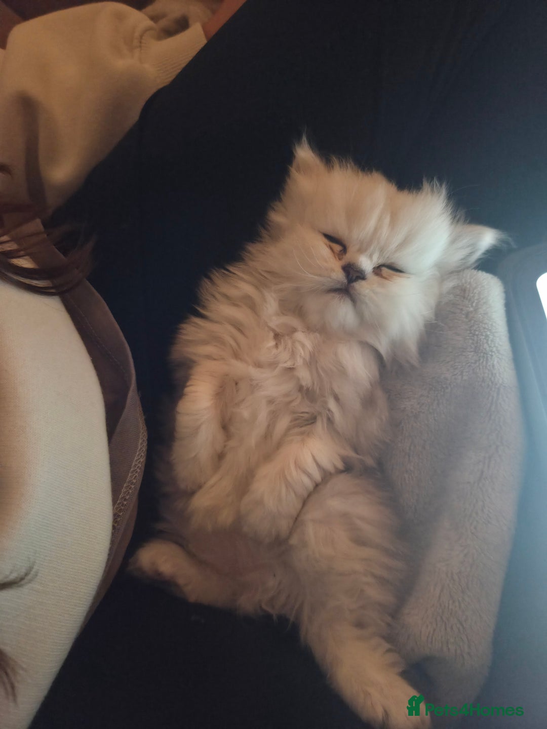 Persian cats for sale: Silvertip Chinchilla Persian- Boy & Girl Available - Advert 13