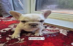 French Bulldog dogs for sale: French Bulldog Puppies  - Image 26