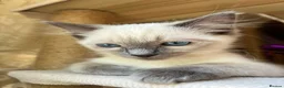 Ragdoll cats for sale: Adorable purebred Ragdolls  - Advert 17