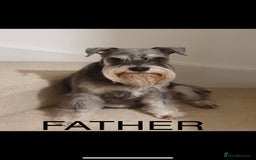 Miniature Schnauzer dogs for sale: KC Miniature Schnauzer Puppies - Image 9