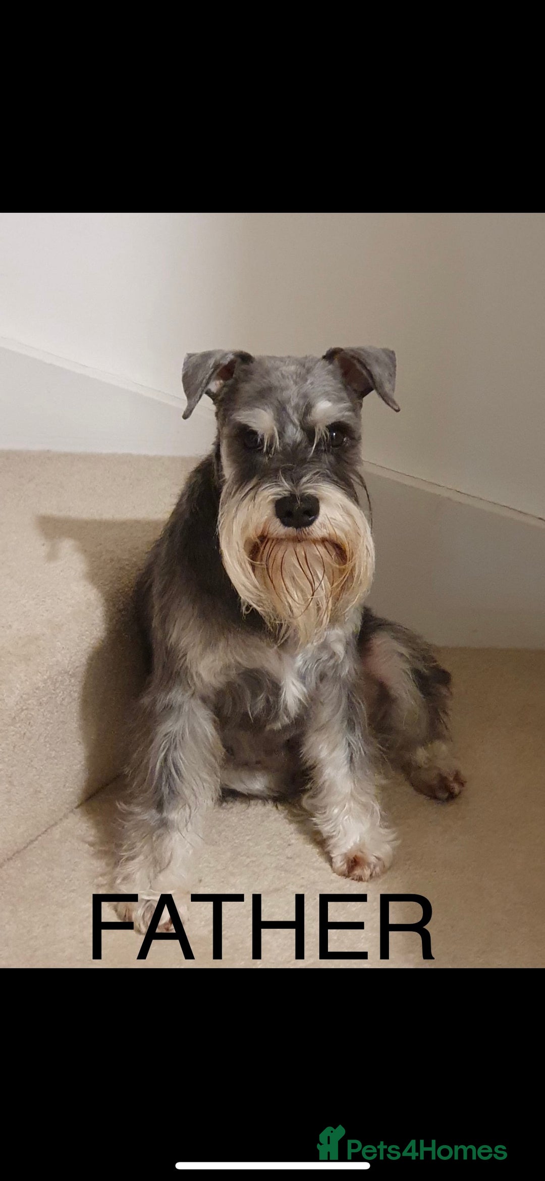 Miniature Schnauzer dogs for sale: KC Miniature Schnauzer Puppies - Image 9
