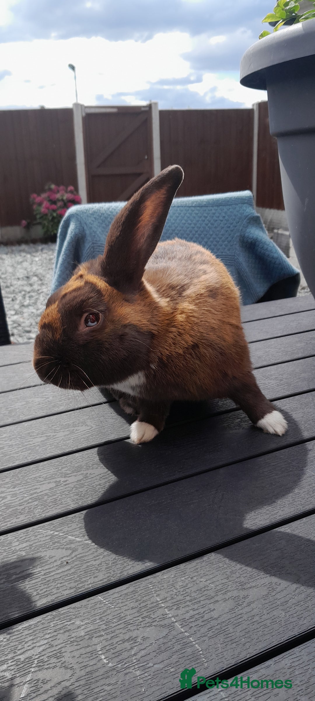 Mixed Breed rabbits for sale: Milo  - Image 5