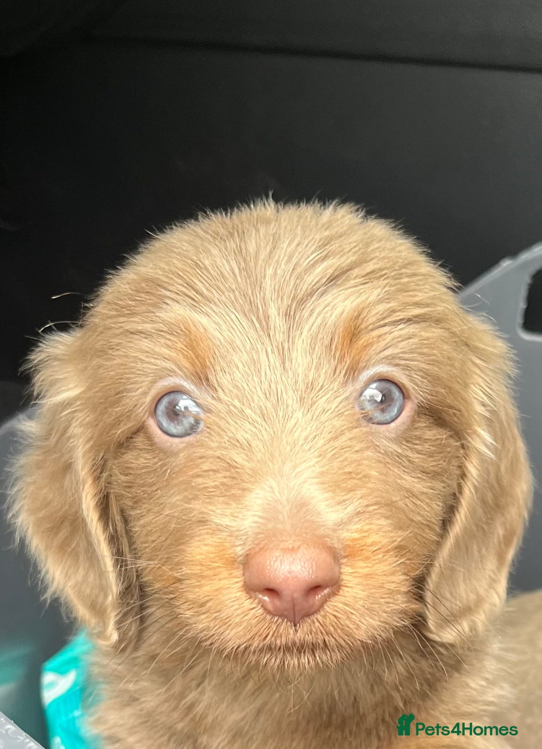 Dachshund dogs for sale: Dachshund - Image 2