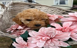 Cockapoo dogs for sale: YANKYDOODLES  ( COCKERPOOS) - Image 11