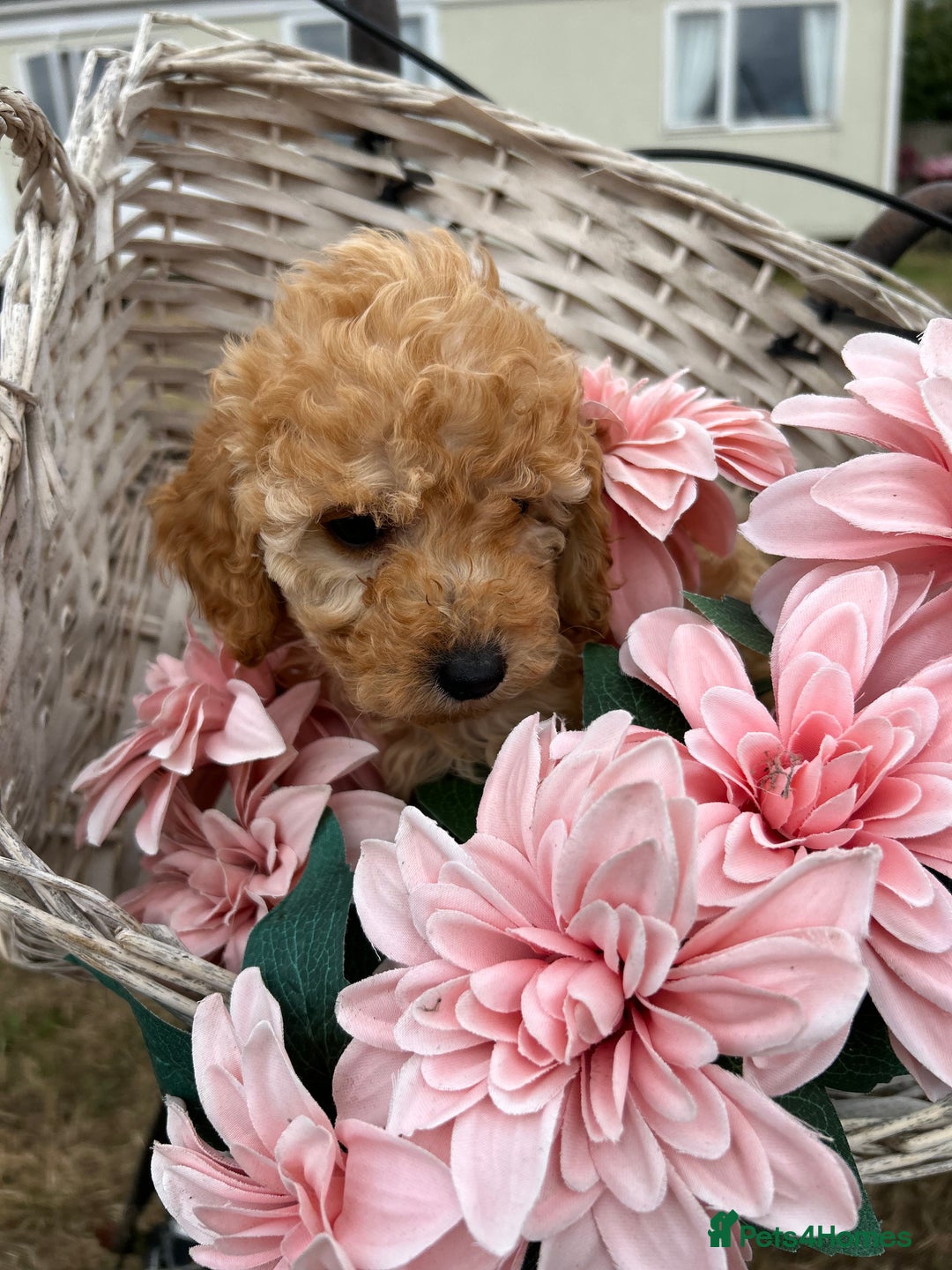 Cockapoo dogs for sale: YANKYDOODLES  ( COCKERPOOS) - Image 11