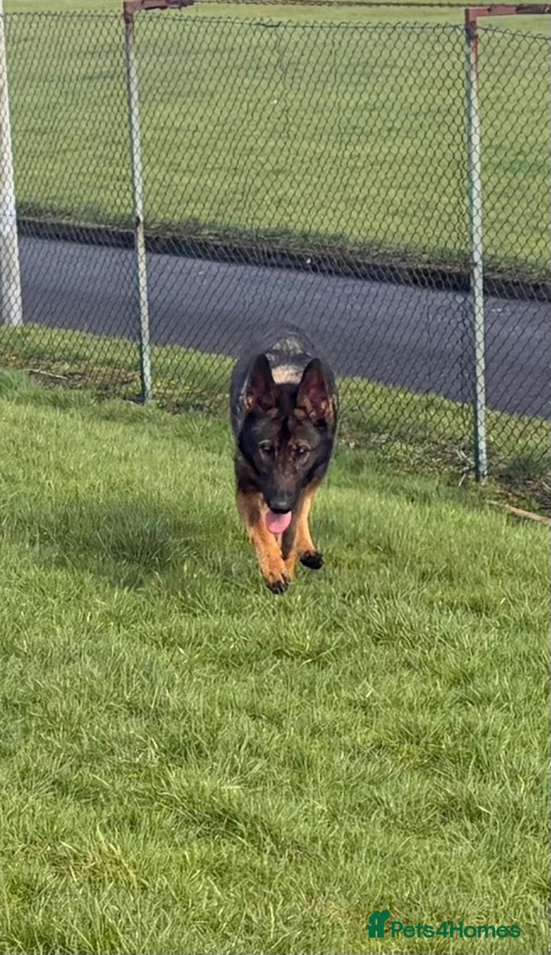 Mixed Breed dogs for sale: 3yo GSD x Belgian Malinois bitch for sale in Glasgow - Advert 2