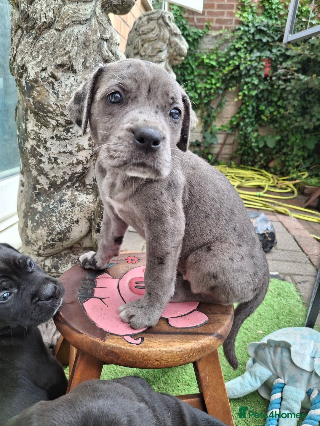 Mixed Breed dogs for sale: HARLEQUINN CANE CORSO X AMERICAN BULLDOGGE - Image 26