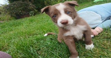 Border Collie dogs - Advert 6