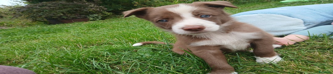 Border Collie Puppy 2