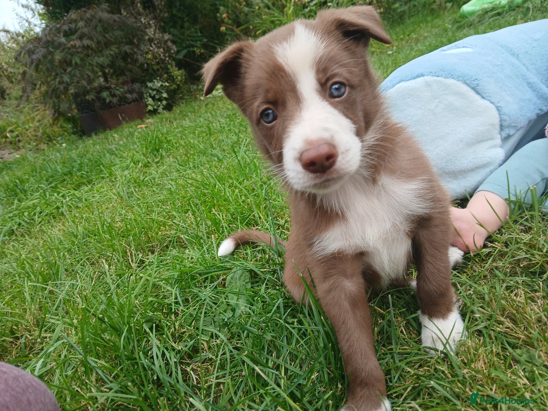 Border Collie dogs for sale: Delightful border collie pups  - Image 3