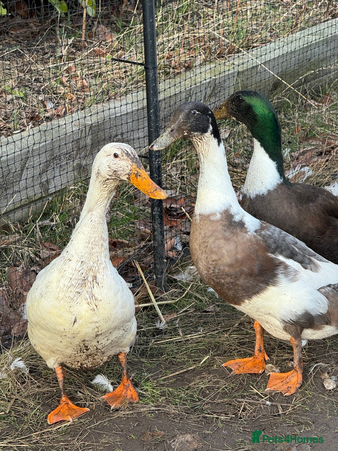 Ducks poultry for sale: 3 Male Ducks  in Ormskirk - Image 4
