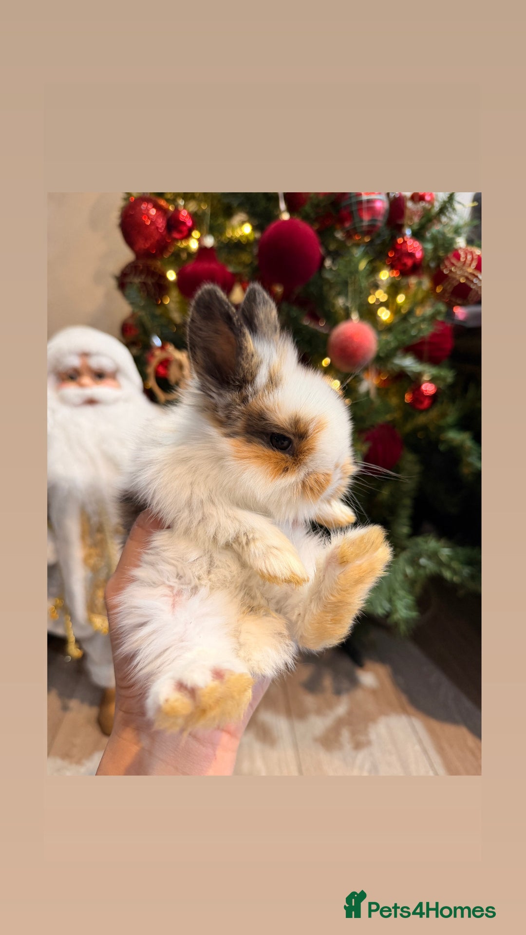 Mini Lion Lop rabbits for sale: Mix of lop & lion head  - Advert 1