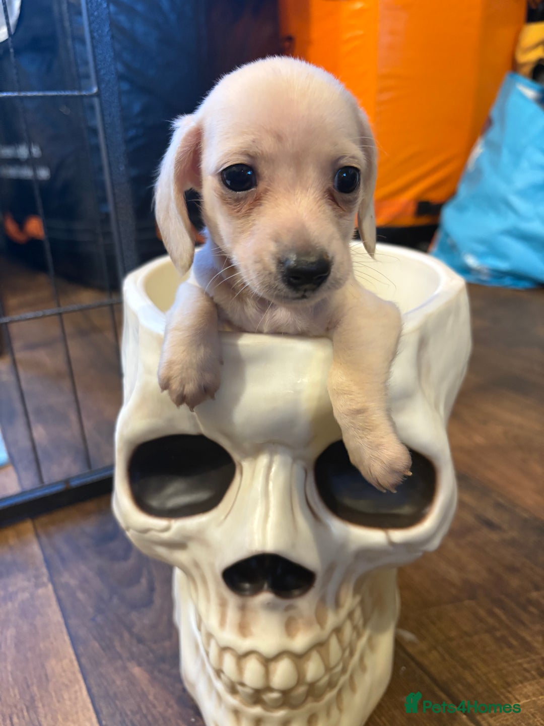 Miniature Dachshund dogs for sale: Cream miniature dachshunds  - Advert 13