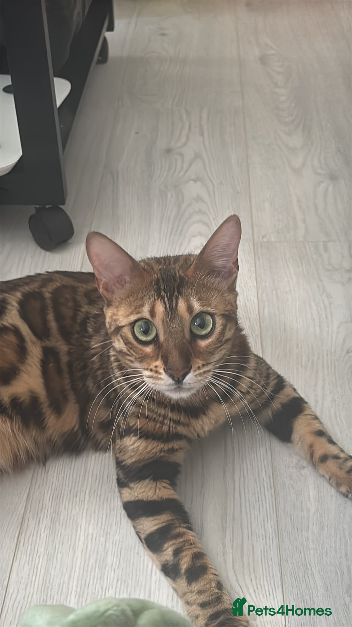 Bengal cats Stunning Female Bengal, Neutered, Full Pedigree - Advert 1