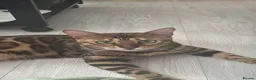 Bengal cats for sale: Stunning Female Bengal, Neutered, Full Pedigree in London - Advert 1