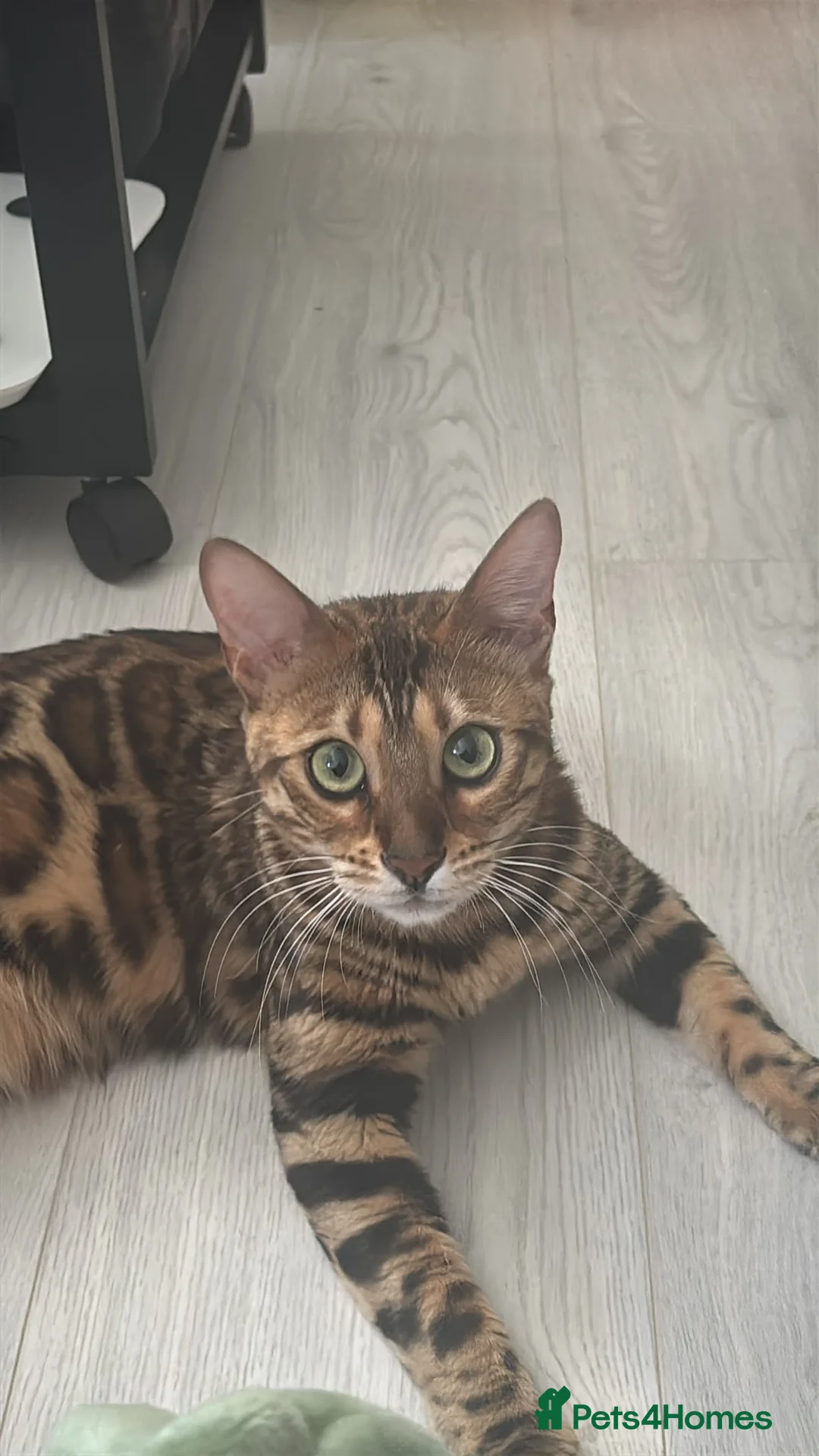 Bengal cats for sale: Stunning Female Bengal, Neutered, Full Pedigree in London - Advert 1