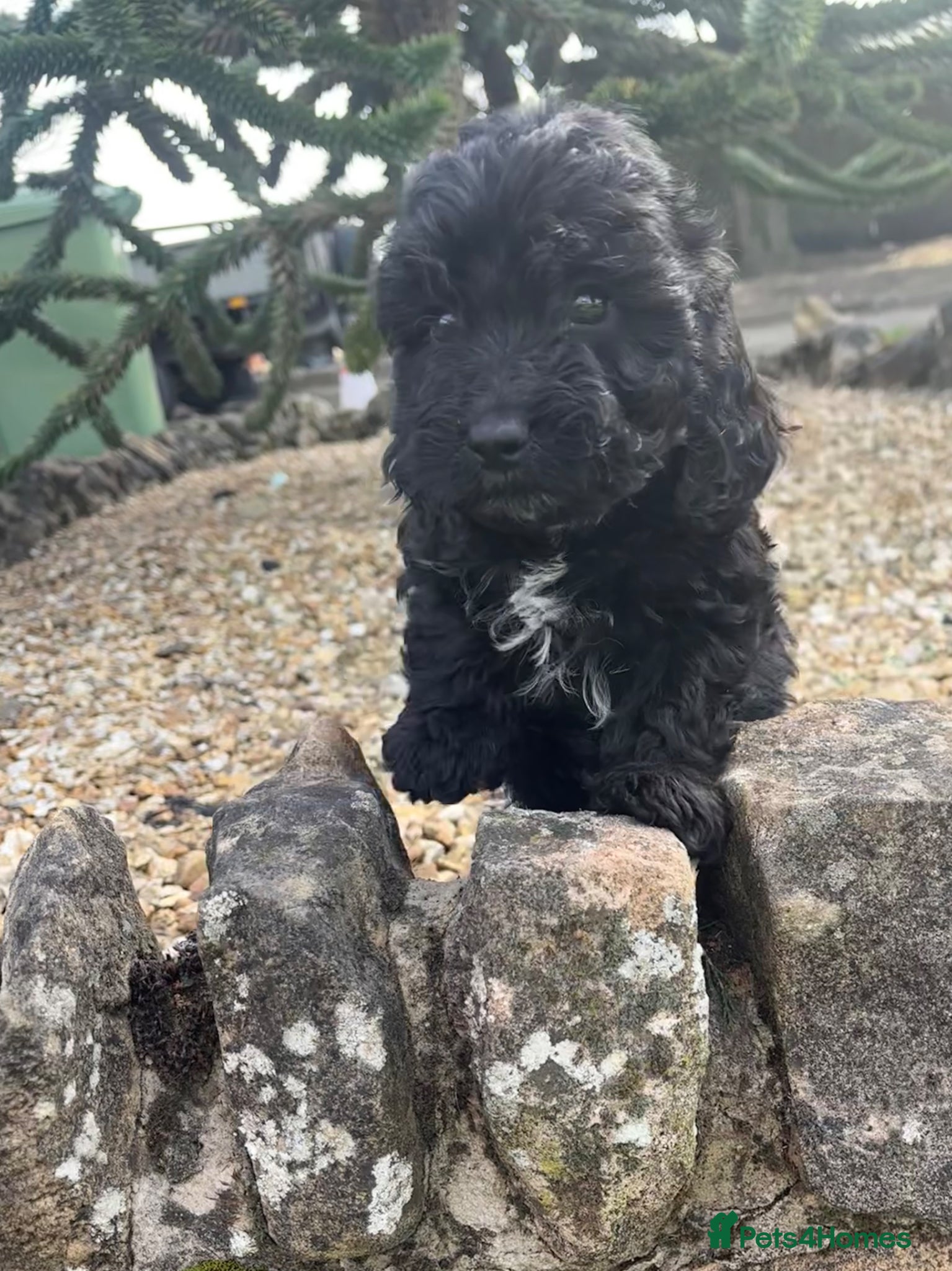 Cockapoo dogs Beautiful Cockapoo Babies  - Advert 1