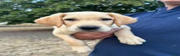 Labrador Retriever dogs for sale: KC registered, Yellow Labrador Retriever Puppies - Advert 5