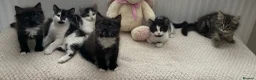 British Shorthair cats for sale: 6 stunning kittens - Advert 25